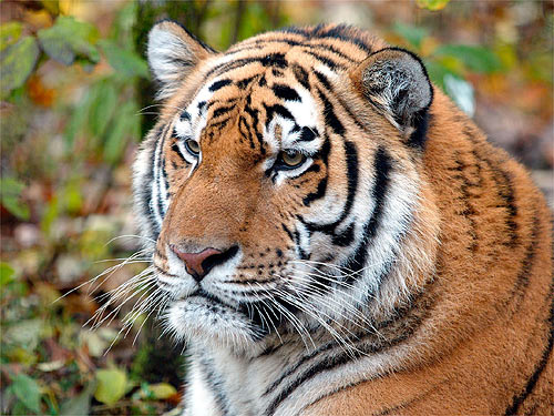 © WWF-Canon / Vladimir FILONOV <br> Russia's prime minister and the World Bank's president will convene a Tiger Summit during the Year of the Tiger where world leaders will have the opportunity to commit to bold, game-changing strategies to save tigers, like the Amur tiger pictured here.